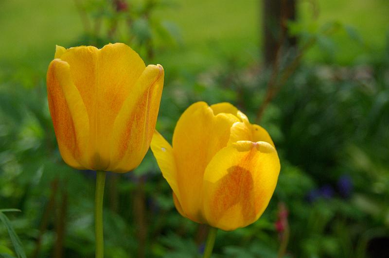 IMGP4712.JPG
