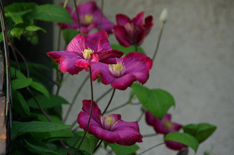 IMGP6656.JPG
